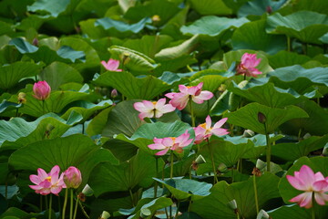 A huge pond with blooming lotuses. Summer. Blossom. Ecotourism. Zen.