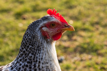 Deutscher Sperber Henne im Portrait, Hühner