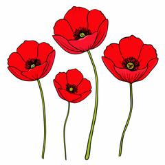 Obraz premium Red Poppy Flowers on White Background