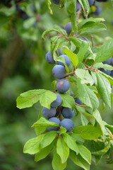 Schwarzdorn,  Schlehe,  Prunus spinosa