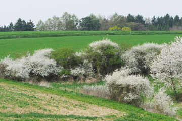 Schwarzdorn,  Schlehe,  Prunus spinosa