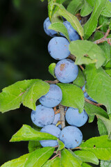 Schwarzdorn,  Schlehe,  Prunus spinosa