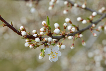 Schwarzdorn,  Schlehe,  Prunus spinosa