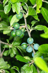 Schwarzdorn,  Schlehe,  Prunus spinosa