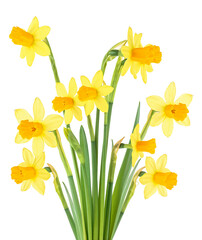 Fototapeta premium Spring flowers - bouquet of yellow narcissus flowers isolated on a white background. Daffodil flowers.