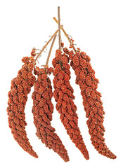 Twigs of red millet isolated on a white background, top view. Red millet seeds.