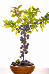 Schwarzdorn,  Schlehe,  Prunus spinosa