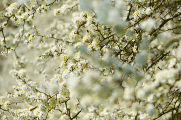 Schwarzdorn,  Schlehe,  Prunus spinosa