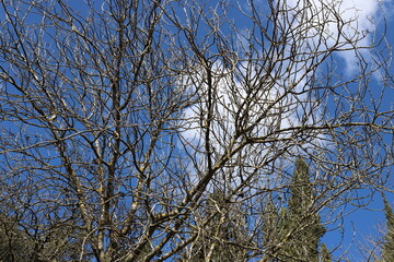 crown of a tall tree in a city park