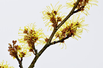 Zaubernuß, Japanische Zaubernuß, Hamamelis japonica