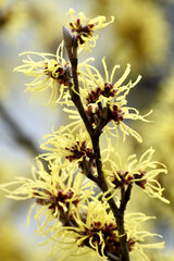 Zaubernuß, Japanische Zaubernuß, Hamamelis japonica