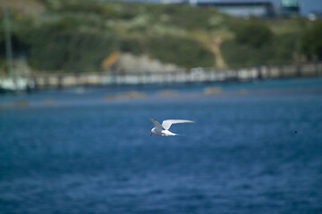 A Common Tern (Sterna hirundo) standing beside the sea. Stintino, Sardinia, Italy
