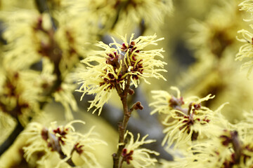 Zaubernuß, Japanische Zaubernuß, Hamamelis japonica