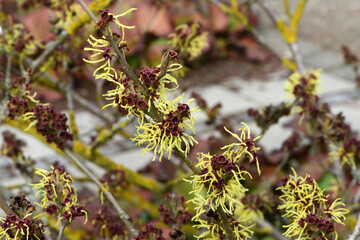 Zaubernuß, Großblütige Zaubernuß, Hamamelis x intermedia-Primavera