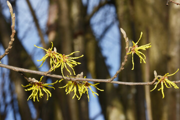 Zaubernuss, Großblütige ,  Hamamelis x intermedia – Arnold Promise