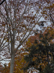 Autumn leaves in Europe