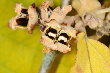Frühlingszaubernuß, Hamamelis vernalis, Carnea
