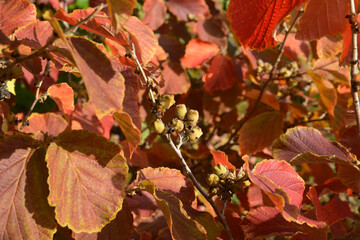 Zaubernuß, Hamamelis, Sorten im Herbstlaub