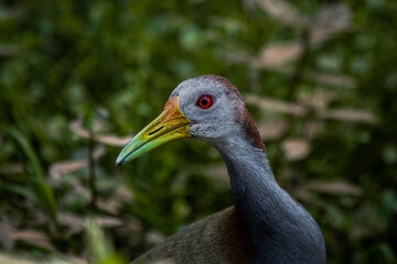 Giant wood rail bird portrait in Esteros del Iberá, Argentina. (Aramides ypecaha)