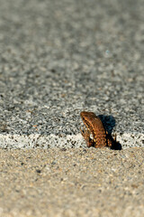a lizard peeks out from a gap between concrete and granite
