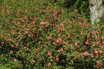 Japanische Zierquitte; Chaenomeles japonica