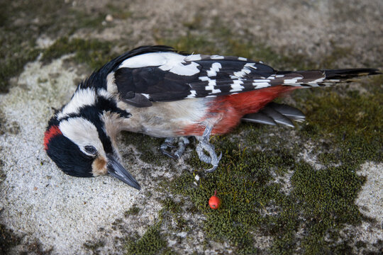 Oiseau pic &eacute;peiche mort