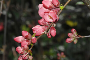 Japanische Zierquitte; Chaenomeles japonica