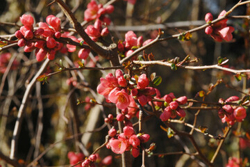Japanische Zierquitte; Chaenomeles japonica