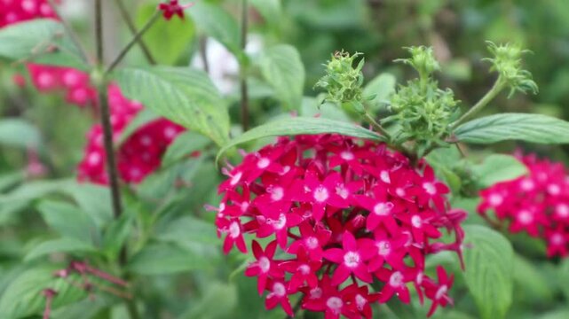 Blooming Red Pentas Flower Cluster in Lush Green Garden Setting