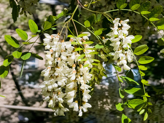 Beautiful white flowers of the white acacia Robinia pseudoacacia, a flowering acacia tree