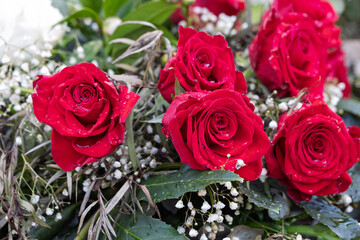 Bouquet of red roses blooming with water drops