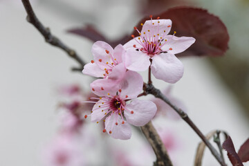 Beautiful pink plum blossoms blooming on branch in spring