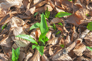 Bärlauch im Wald - Nahaufnahme
