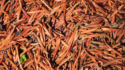 A close-up view of a forest floor covered in a thick layer of fallen pine needles. The needles are reddish-brown in color and vary in length.