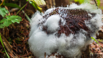 A large, brown mushroom is partially covered in a thick, white mold. The mushroom's cap is visible and has a textured surface. Green leaves and moss surround the mushroom.