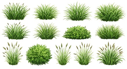 Set of top view of watercolor grass bushes isolated on white background.
