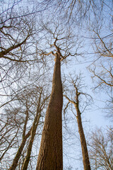 Esche im Wald