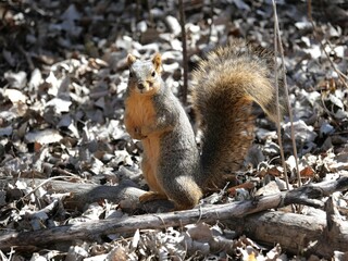Wild squirrel staring at me, Colorado