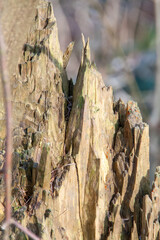 holz im wald