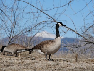 Wild geese on the lakeside in early spring, Colorado