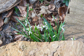 Schneeglöckchen - Galanthus. Es gehört zur Familie der Amaryllisgewächse (Amaryllidaceae) 
