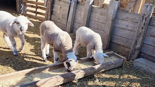 ittle lambs on the farm eating
