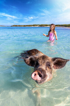 A tourist girl looks at the famous swimming pigs at the islands of Exuma, The Bahamas, Caribbean Sea