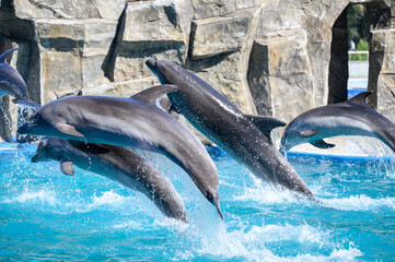 Group of dolphins happily jump out of water, demonstrating their acrobatic skills in blue water...