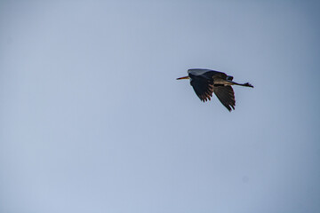 Fliegender Graureiher