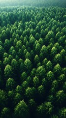 Thick evergreen trees in wilderness landscape high resolution picture