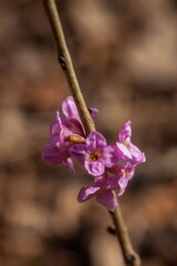 Wawrzynek wilczełyko