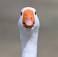 una oca en un lago en españa © alberto
