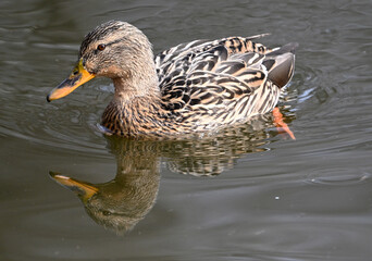 a mallard in a lake