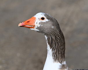 una oca en un lago en españa © alberto